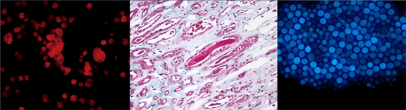 Fluorescence Microscope, MSC-F31 img