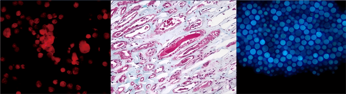 Fluorescence Microscope, MSC-F31 img