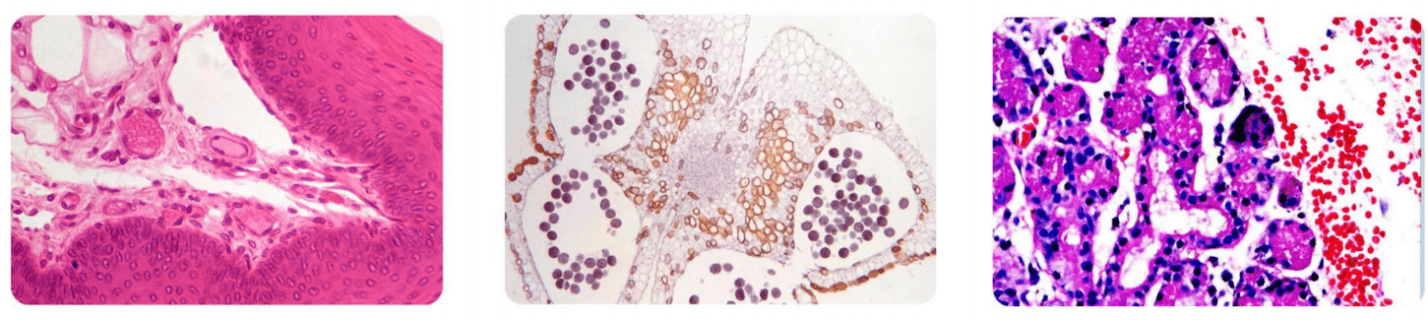 MSC-B31M Biological Microscope Sample